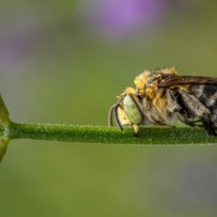 Amegilla sp. (genus) at GG274 - 25 Nov 2023