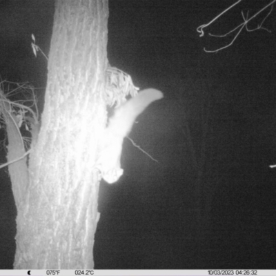 Petaurus norfolcensis (Squirrel Glider) at National Environment Centre (Riverina Institute of Tafe) - 2 Oct 2023 by DMeco