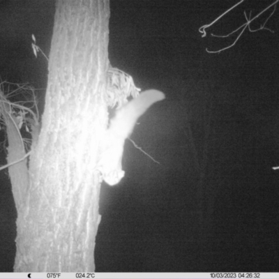 Petaurus norfolcensis (Squirrel Glider) at National Environment Centre (Riverina Institute of Tafe) - 3 Oct 2023 by DMeco