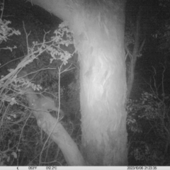 Trichosurus vulpecula (Common Brushtail Possum) at Albury - 6 Oct 2023 by DMeco