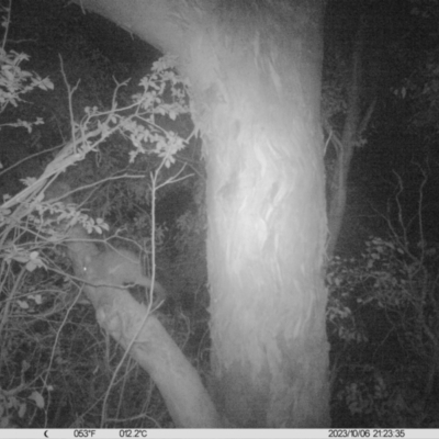 Trichosurus vulpecula (Common Brushtail Possum) at Albury - 6 Oct 2023 by DMeco