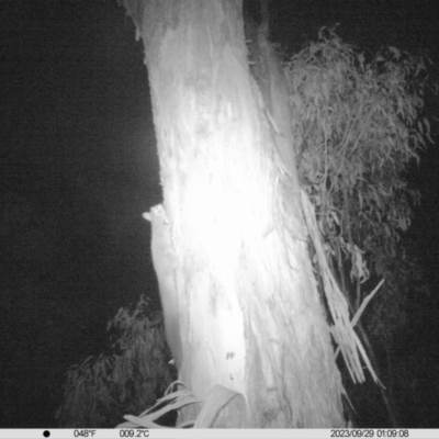 Petaurus norfolcensis (Squirrel Glider) at Albury - 28 Sep 2023 by DMeco