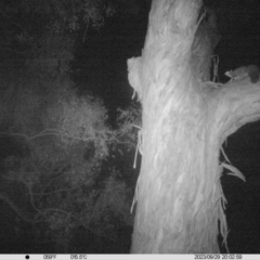 Petaurus norfolcensis (Squirrel Glider) at Albury - 29 Sep 2023 by DMeco