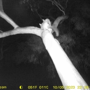 Trichosurus vulpecula at Monitoring Site 042 - Riparian - 5 Oct 2023 10:28 PM