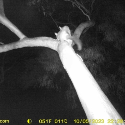 Trichosurus vulpecula (Common Brushtail Possum) at Thurgoona, NSW - 5 Oct 2023 by DMeco