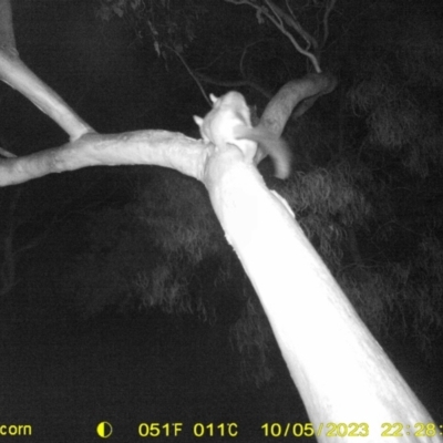 Trichosurus vulpecula (Common Brushtail Possum) at Albury - 5 Oct 2023 by DMeco