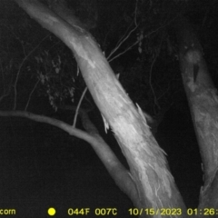 Trichosurus vulpecula (Common Brushtail Possum) at Monitoring Site 043 - Road - 15 Oct 2023 by DMeco