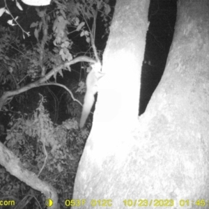 Petaurus norfolcensis at Monitoring Site 044 - Riparian - 23 Oct 2023 01:45 AM