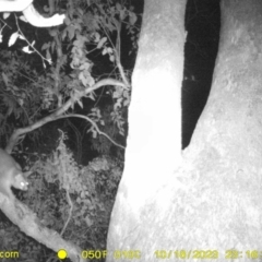 Trichosurus vulpecula (Common Brushtail Possum) at Eight Mile Creek - 18 Oct 2023 by DMeco
