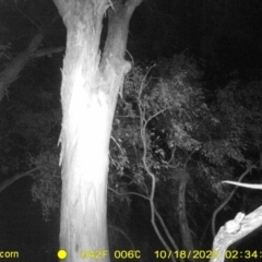 Pseudocheirus peregrinus (Common Ringtail Possum) at Thurgoona, NSW - 17 Oct 2023 by DMeco