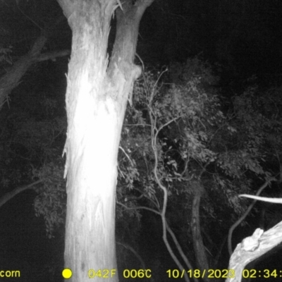Pseudocheirus peregrinus (Common Ringtail Possum) at Albury - 18 Oct 2023 by DMeco