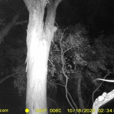 Pseudocheirus peregrinus (Common Ringtail Possum) at Monitoring Site 047 - Riparian  - 18 Oct 2023 by DMeco