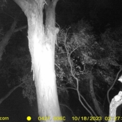 Pseudocheirus peregrinus at Undefined Area - 18 Oct 2023 02:27 AM