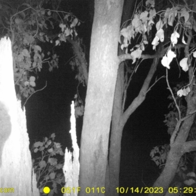 Pseudocheirus peregrinus (Common Ringtail Possum) at Monitoring Site 052 - Road - 14 Oct 2023 by DMeco