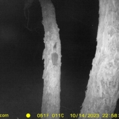 Trichosurus vulpecula (Common Brushtail Possum) at Albury - 14 Oct 2023 by DMeco