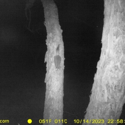 Trichosurus vulpecula (Common Brushtail Possum) at Table Top, NSW - 14 Oct 2023 by DMeco