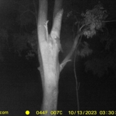 Petaurus norfolcensis (Squirrel Glider) at Monitoring Site 058 - Road - 13 Oct 2023 by DMeco