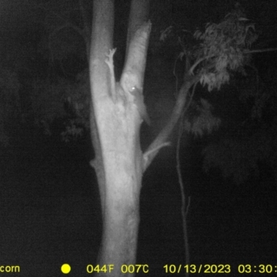 Petaurus norfolcensis (Squirrel Glider) at Table Top, NSW - 12 Oct 2023 by DMeco