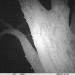 Petaurus norfolcensis (Squirrel Glider) at Monitoring Site 064 - Remnant - 17 Oct 2023 by DMeco