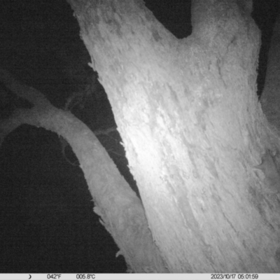 Petaurus norfolcensis (Squirrel Glider) at Monitoring Site 064 - Remnant - 17 Oct 2023 by DMeco