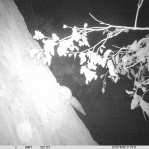 Petaurus norfolcensis at Albury - 17 Oct 2023 08:16 PM