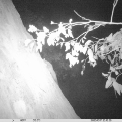 Petaurus norfolcensis at Albury - 17 Oct 2023 08:16 PM