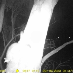 Trichosurus vulpecula (Common Brushtail Possum) at Wodonga - 15 Sep 2023 by DMeco