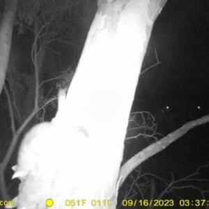 Trichosurus vulpecula at Undefined Area - 16 Sep 2023 03:37 AM
