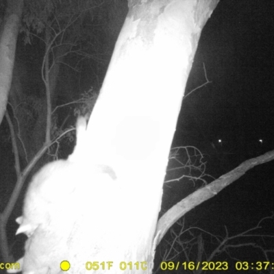 Trichosurus vulpecula (Common Brushtail Possum) at Wodonga - 15 Sep 2023 by DMeco