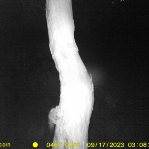 Petaurus sp. at Monitoring Site 103 - Riparian - 17 Sep 2023 03:08 AM