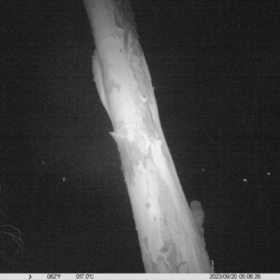 Ninox boobook at Monitoring Site 104 - Riparian - 20 Sep 2023 by DMeco