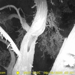 Petaurus norfolcensis (Squirrel Glider) at Huon Creek, VIC - 17 Sep 2023 by DMeco
