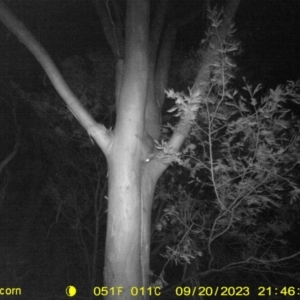 Trichosurus vulpecula at Monitoring Site 106 - Riparian - 20 Sep 2023 09:46 PM