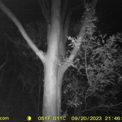 Trichosurus vulpecula (Common Brushtail Possum) at WREN Reserves - 20 Sep 2023 by DMeco