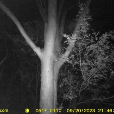 Trichosurus vulpecula (Common Brushtail Possum) at Wodonga - 20 Sep 2023 by DMeco