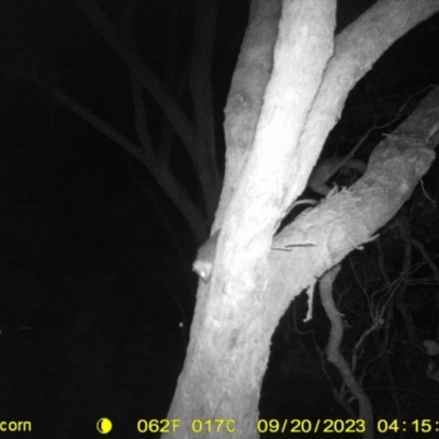 Pseudocheirus peregrinus (Common Ringtail Possum) at Monitoring Site 108 - Road - 20 Sep 2023 by DMeco