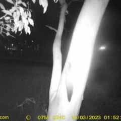 Petaurus norfolcensis (Squirrel Glider) at Monitoring Site 113 - Road - 3 Oct 2023 by DMeco