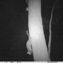 Trichosurus vulpecula (Common Brushtail Possum) at Monitoring Site 114 - Remnant - 1 Oct 2023 by DMeco