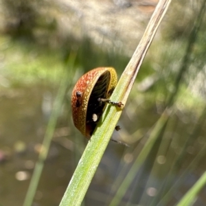 Paropsisterna cloelia at Illilanga & Baroona - 17 Nov 2023