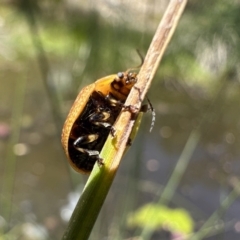 Paropsisterna cloelia at Illilanga & Baroona - 17 Nov 2023