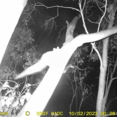 Petaurus sp. (A glider) at Bandiana, VIC - 1 Oct 2023 by DMeco