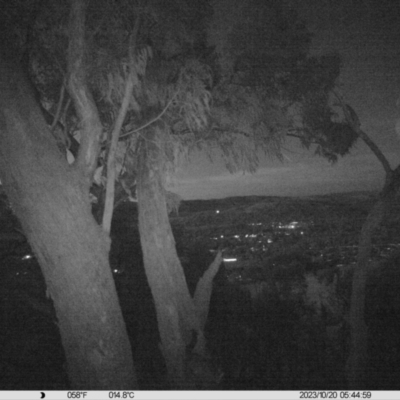 Trichosurus vulpecula (Common Brushtail Possum) at Wodonga - 20 Oct 2023 by DMeco