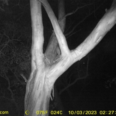 Petaurus norfolcensis (Squirrel Glider) at Monitoring Site 120 - Road - 3 Oct 2023 by DMeco