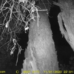 Antechinus sp. (genus) (Unidentified Antechinus) at Monitoring Site 120 - Road - 1 Nov 2023 by DMeco