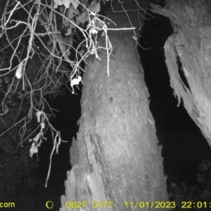 Antechinus sp. (genus) at Monitoring Site 120 - Road - 1 Nov 2023