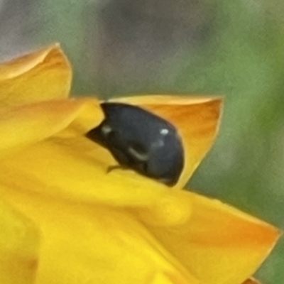 Mordella sp. (genus) (Pintail or tumbling flower beetle) at Mount Mugga Mugga - 27 Nov 2023 by JamonSmallgoods