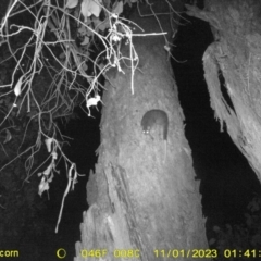 Pseudocheirus peregrinus (Common Ringtail Possum) at Baranduda, VIC - 31 Oct 2023 by DMeco