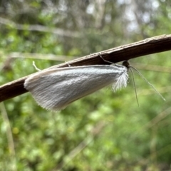 Tipanaea patulella (The White Crambid moth) at Nadgee Nature Reserve - 16 Nov 2023 by Pirom