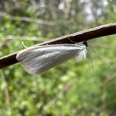 Tipanaea patulella (A Crambid moth) at Nadgee, NSW - 16 Nov 2023 by Pirom