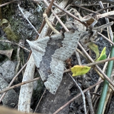 Dichromodes molybdaria at Nadgee Nature Reserve - 19 Nov 2023 by Pirom